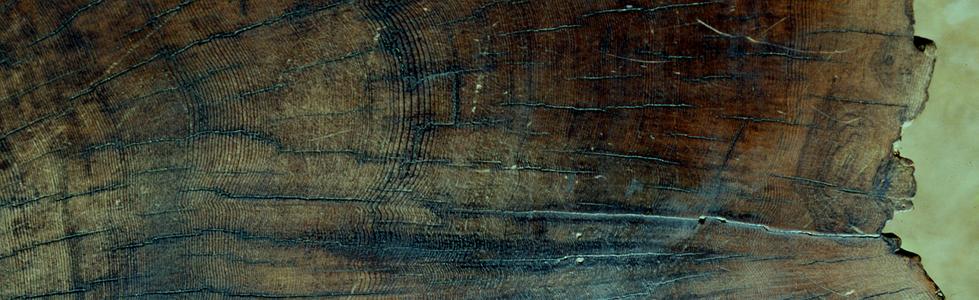 Growth rings in cross section of an old trunk of giant redwood