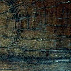 Growth rings in cross section of an old trunk of giant redwood