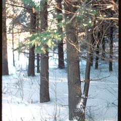 White pines in winter at University of Wisconsin Arboretum
