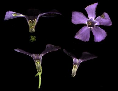 Dissected flowers of Vinca minor