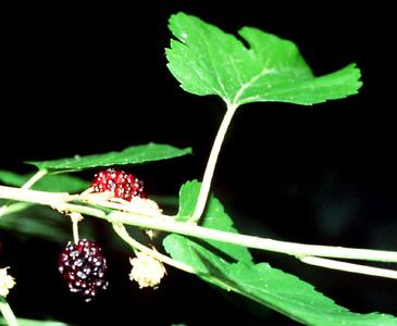 Fruiting branch of Morus alba