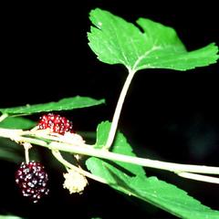 Fruiting branch of Morus alba