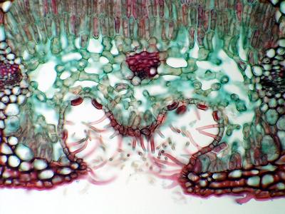 Stomatal crypt seen in cross section of a leaf of Nerium oleander