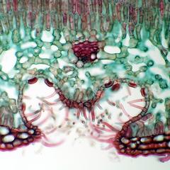Stomatal crypt seen in cross section of a leaf of Nerium oleander
