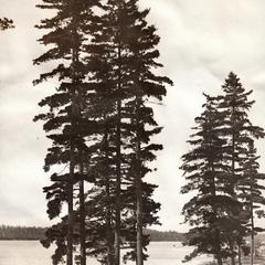 Pines on the shore of Lake Nebagamon