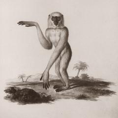 Standing Gibbon Print