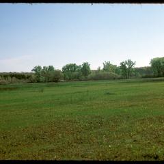 Resprouting of Curtis Prairie, University of Wisconsin Arboretum, 20 days after fire on April 8, 1977