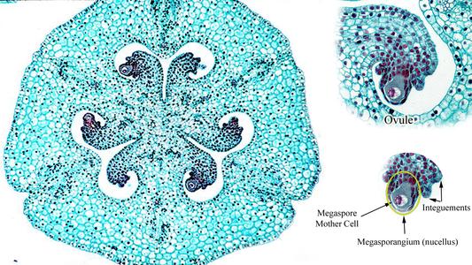 Composite of cross section of Lilium ovary with detail on an ovule