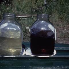 Color of bog water compared