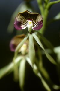 Epidendrum cochleatum orchid, from San Antonio Huista