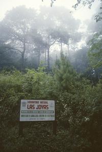 Pine-oak cloud forest above Las Joyas Biological Station