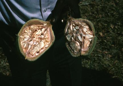 Opened Fruit from Baobab Tree