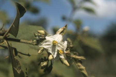 Flowers of a Solanum in hedgerow north of Ipala