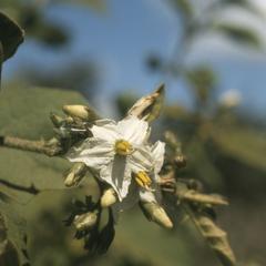 Flowers of a Solanum in hedgerow north of Ipala