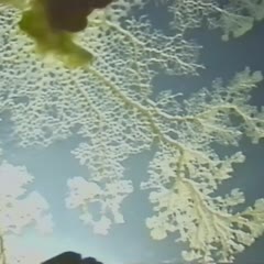 Plasmodial slime mold movie - zoom-in from 8x to  40x of plasmodium undergoing cytoplasmic steaming