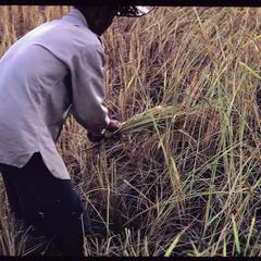 Cutting rice in fields 1, 2, 3