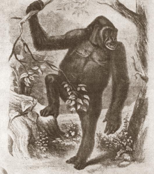 ‎Standing Male Gorilla Print - UWDC - UW-Madison Libraries