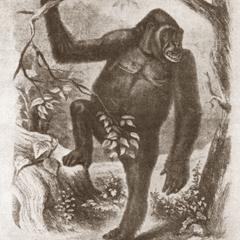 Standing Male Gorilla Print