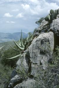 Cliff in microphyll desert on Cerro Microondas Saporis