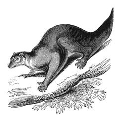 Weasel Lemur Print