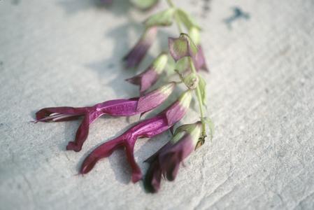 Salvia gravida flowers