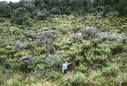Lomaria tree fern in Puya bog