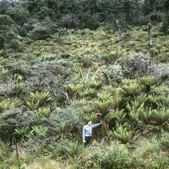 Lomaria tree fern in Puya bog