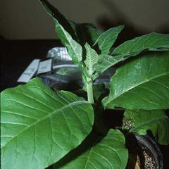 Tobacco with intact apical bud showing typical unbranched growth habit