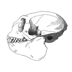 Crâne de sagouin