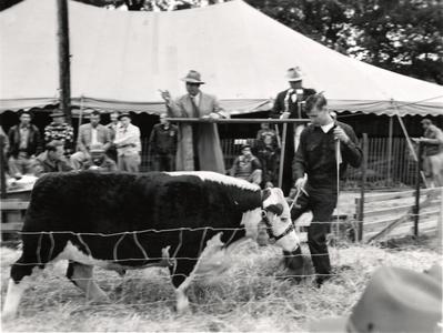 Showing a cow at the 1954 Wisconsin Livestock Breeders Association Show