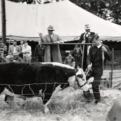 Showing a cow at the 1954 Wisconsin Livestock Breeders Association Show