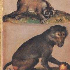 Slow Loris and Macaque Print