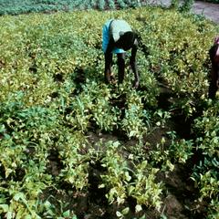 Peanut Cultivation in the Jazira Area of the Nile Valley