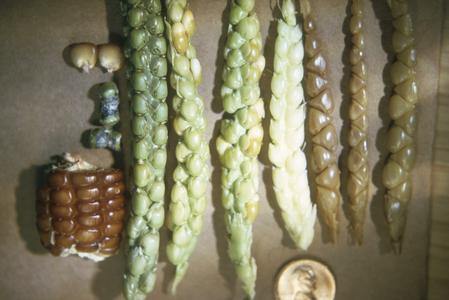 Teosinte, Chapalote corn, and F hybrids!