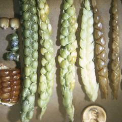 Teosinte, Chapalote corn, and F hybrids!