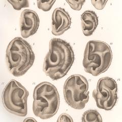 Hominidae Ears Print