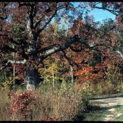 Jackson oak, view toward the west, edge of Curtis Prairie, University of Wisconsin–Madison Arboretum