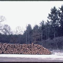 Pile of red pine logs