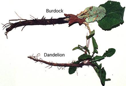 Tap roots of dandelion and burdock