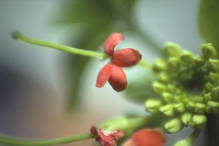 Flower close-up, Podandrogyne brevipedunculata, Río Palenque