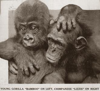 Gorilla and Chimpanzee Print