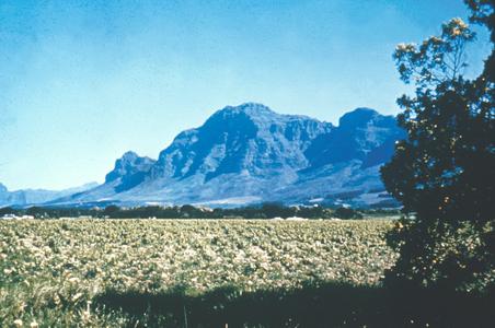 Vineyards between Paarl and Stellenbosch