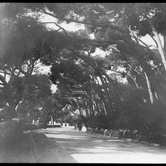 Gibralter [sic] Arc of trees on way to rock