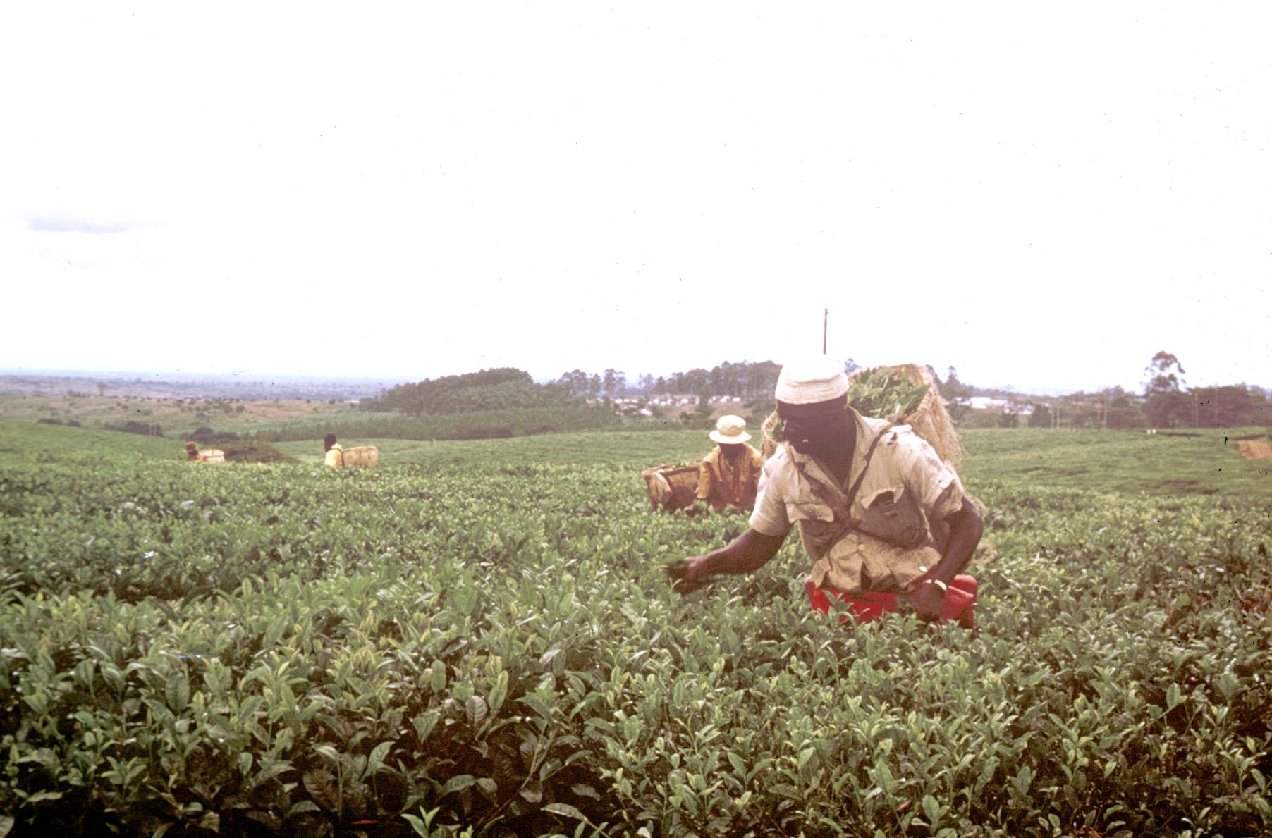 tea-pickers-near-mt-mlanje-uwdc-uw-madison-libraries