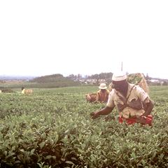 Tea Pickers near Mt. Mlanje
