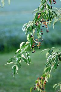 Prunus serotina - fruiting branch