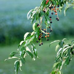 Prunus serotina - fruiting branch