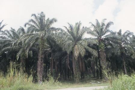 Oil palm plantation, west of La Ceiba