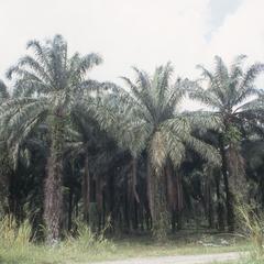 Oil palm plantation, west of La Ceiba