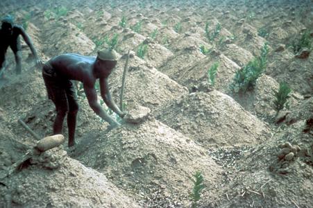 Yam Cultivation